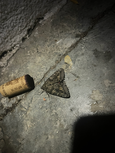 Dark Crimson Underwing