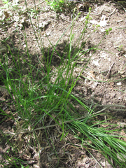 Carex tetrastachya