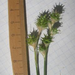 Carex tetrastachya