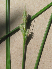 Carex tetrastachya