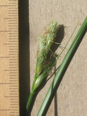 Carex tetrastachya