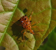 Hoplapoderus