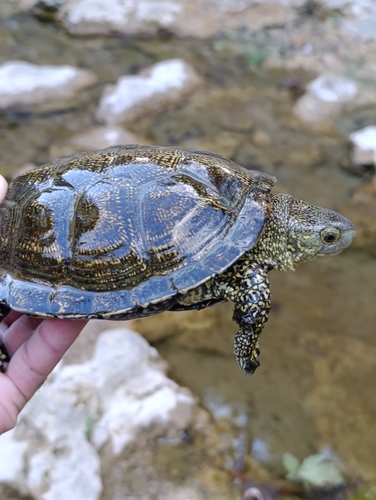 European Pond Turtle