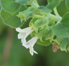 Clinopodium chandleri