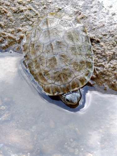 Western Caspian Turtle