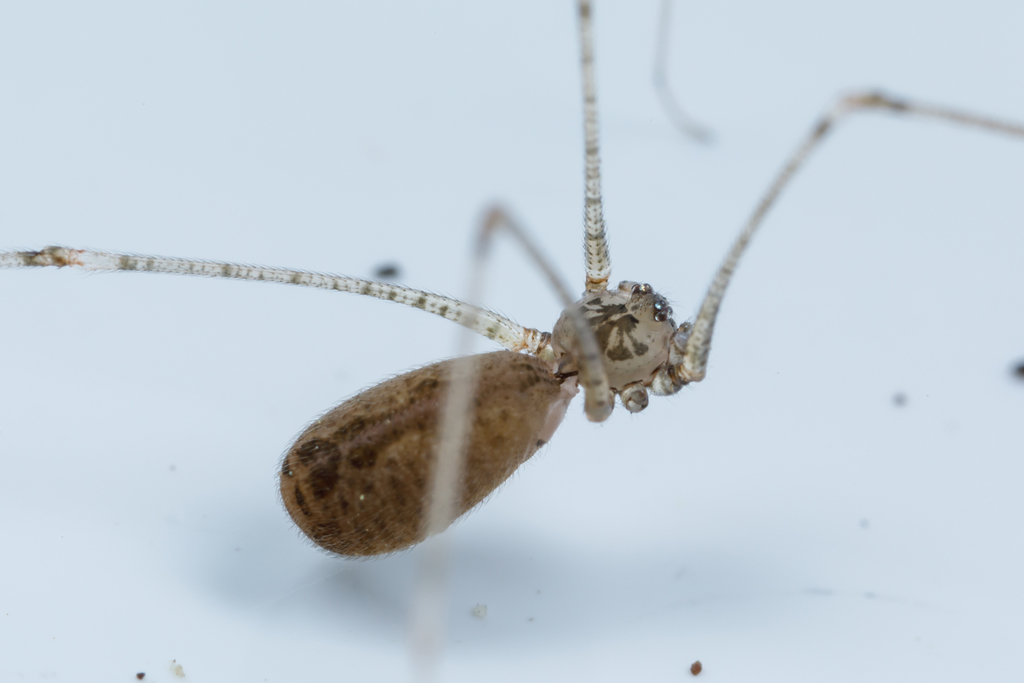 Pholcus crypticolens