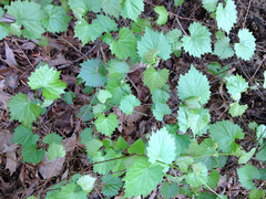 Vitis rotundifolia rotundifolia