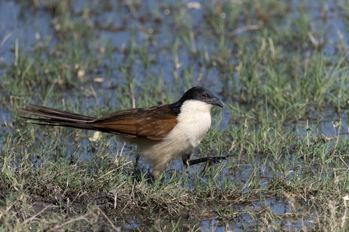 iNaturalist image