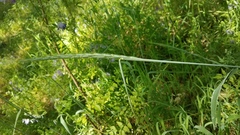 Elymus glaucus glaucus