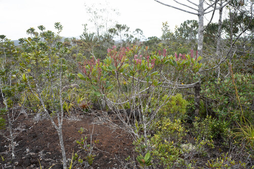 Cunonia vieillardii observed 2026-08-16