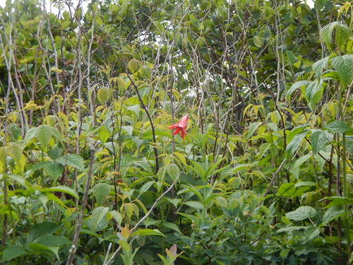 Lilium grayi, photograph 6