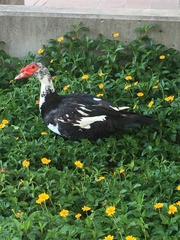 Cairina moschata domestica