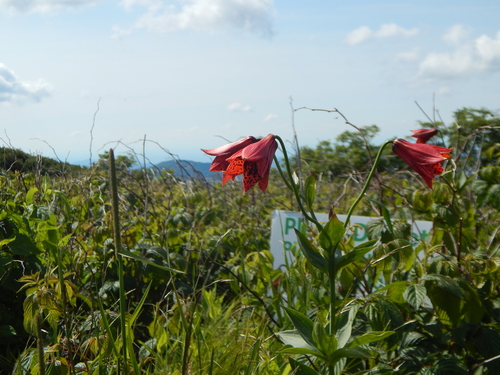 Lilium grayi, photograph 1