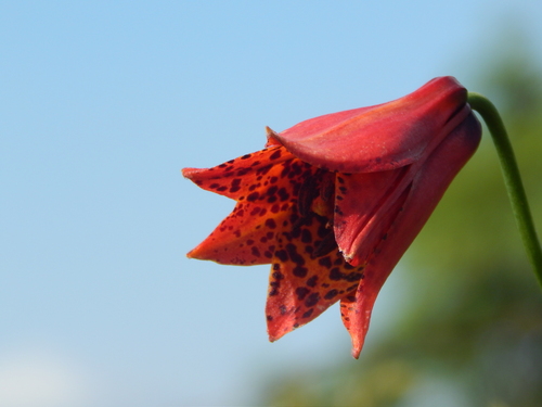 Lilium grayi, photograph 3