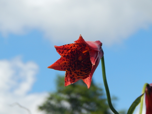 Lilium grayi, photograph 4