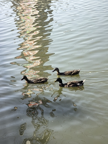 Domestic Mallard