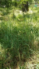 Elymus glaucus glaucus