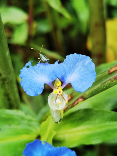 Commelina obliqua observed 2026-08-17