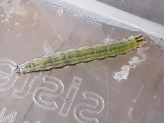 Epiphryne verriculata