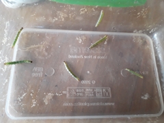 Epiphryne verriculata