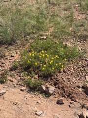 Oenothera hartwegii, photograph (c) CK2AZ, some rights reserved (CC BY)