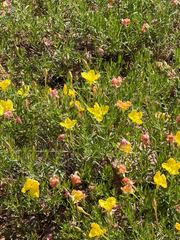 Oenothera hartwegii, photograph (c) CK2AZ, some rights reserved (CC BY)
