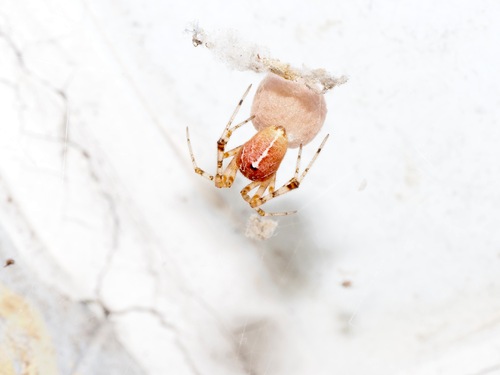 Tent Cobweb Weaver photo 4