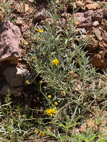 Picradeniopsis absinthifolia, photograph 4