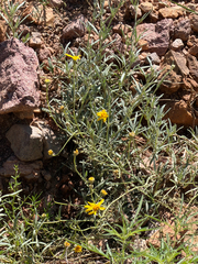 Picradeniopsis absinthifolia, photograph (c) CK2AZ, some rights reserved (CC BY)