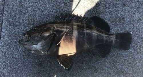 Banded rockcod (Hyporthodus ergastularius) — Serranidae — 3