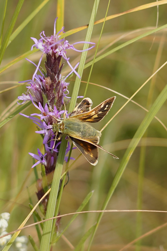 Plains Branded Skipper