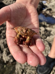 Eurynolambrus australis