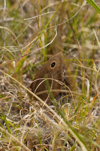 Common Wood-Nymph