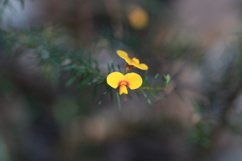 Dillwynia retorta, photograph 1
