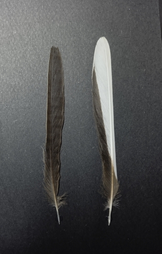 Plume de Bergeronnette printanière