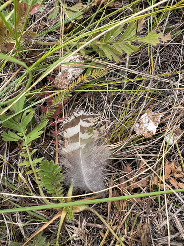 Sharp-tailed Grouse