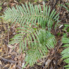 Telmatoblechnum indicum