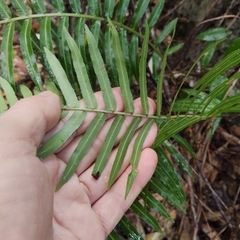 Telmatoblechnum indicum, photograph (c) John Barkla, some rights reserved (CC BY)