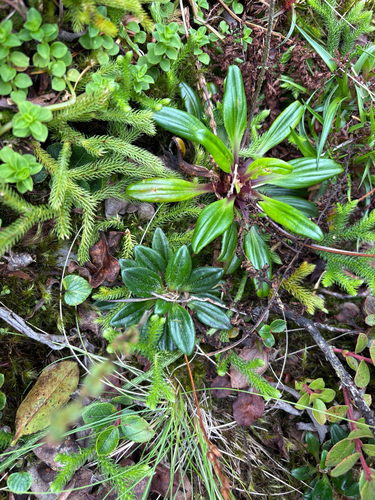 Plantago pachyphylla observed 2026-06-13
