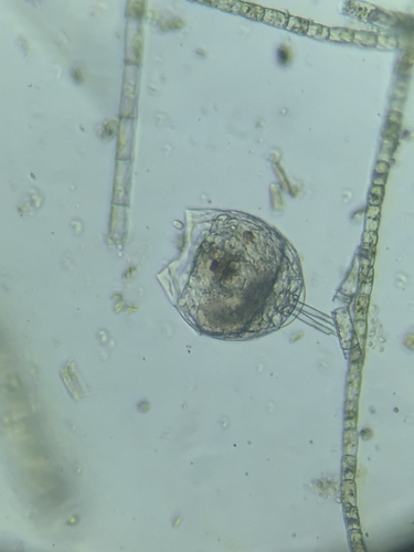 月形腔轮虫