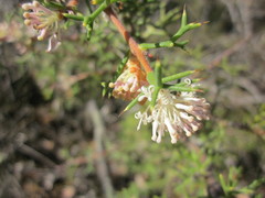 Hakea lissocarpha