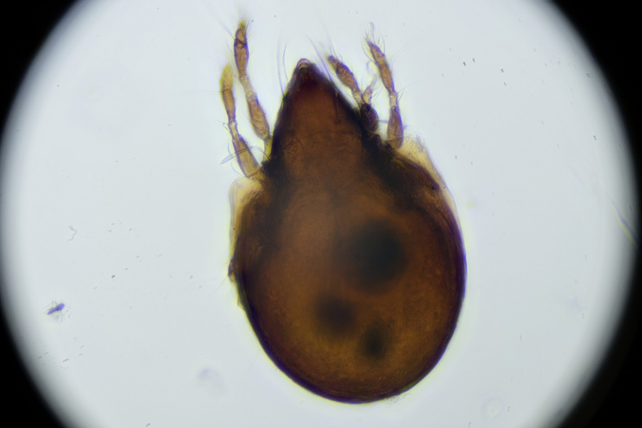 Scheloribates latipes (Koch, 1844), a relative of Scheloribatidae — not Scheloribatidae itself