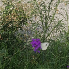 Pieris canidia