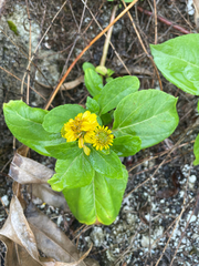 Wollastonia biflora, photograph (c) nick_goldwater, some rights reserved (CC BY)