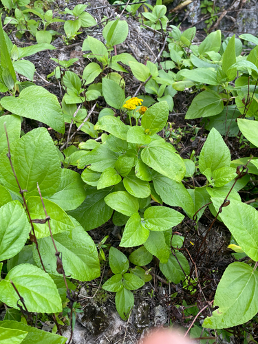 Wollastonia biflora, photograph 4