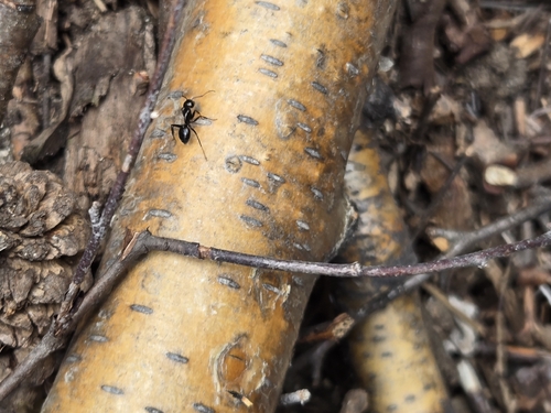 iNaturalist observation photo of True Carpenter Ants