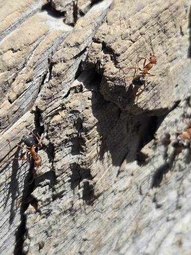 iNaturalist observation photo of integra-group Field and Mound Ants