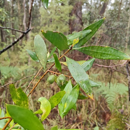 Persoonia stradbrokensis, photograph 2