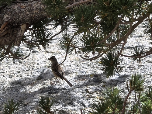 iNaturalist observation photo of White-crowned Sparrow