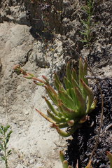 Dudleya viscida